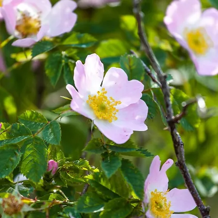 Alloggio per agriturismo Prangli Island Praaga *