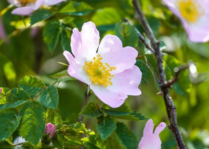 Alloggio per agriturismo Prangli Island Praaga *