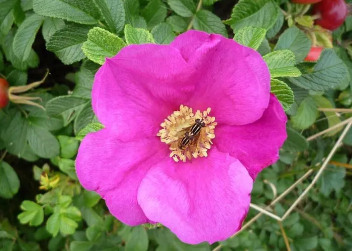 Prangli Island Praaga Alloggio per agriturismo *