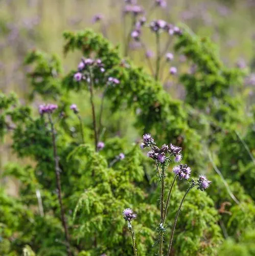 Majutus talus Prangli Island Praaga *