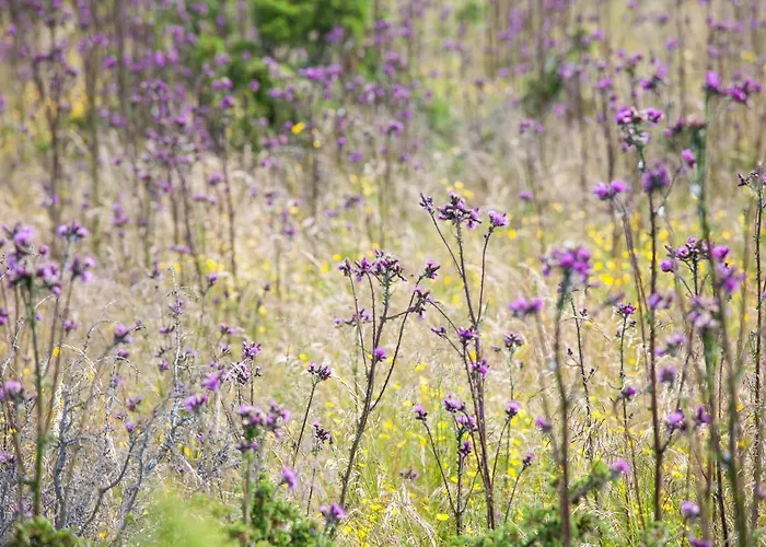 Prangli Island Praaga